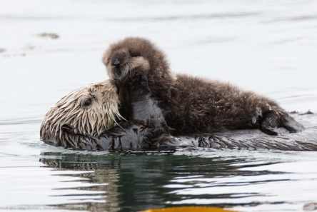ottertwins3