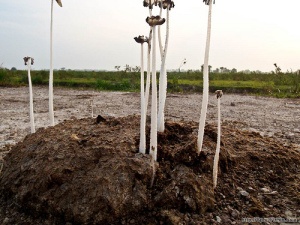 holy-dung